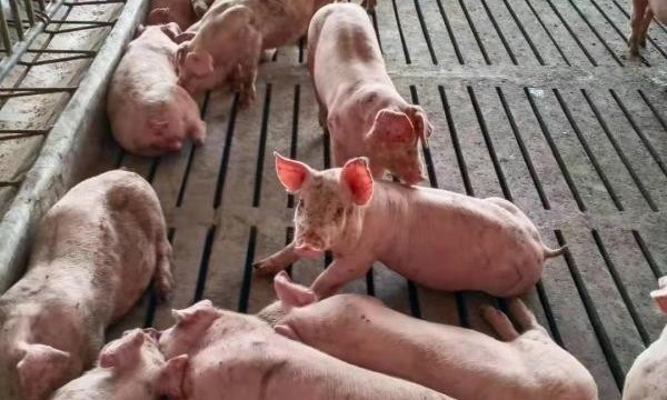 全省首单！中华财险广东分公司“保险+期货”生猪价格落地江门